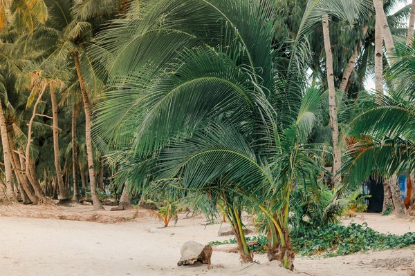 Force athlétique : la discipline montante